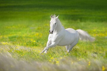 White horse in field