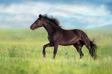 Obraz na płótnie Canvas horse on the meadow
