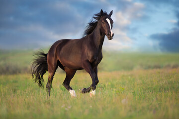 Fototapeta na wymiar Black stallion free run
