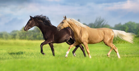 Couple of horse free run