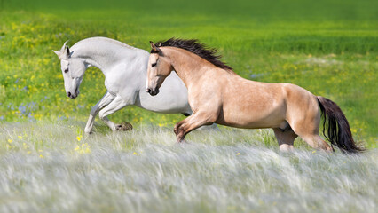 Horse herd run free in stipa field - 518189497
