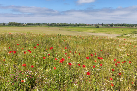 Brache mit Unkr&auml;utern wie Klatschmohn (Papaver rhoeas) und Echter Kamille (Matricaria chamomilla) bei Oldenburg in Holstein