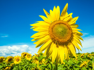 Nice summer sunflowers on agricultural field in Ukraine
