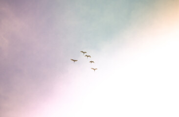 Birds in flight