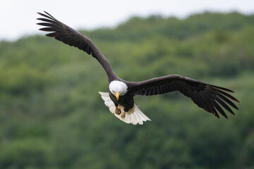 Bald eagle in flight at McNeil River