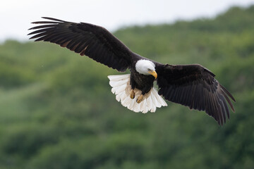 Bald eagle in flight at McNeil River