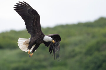 Bald eagle in flight at McNeil River