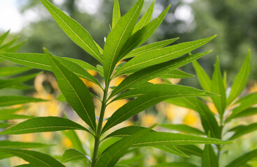 close up of leaves