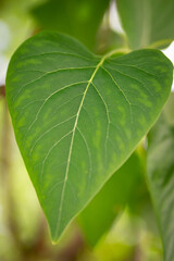 close up of green leaf