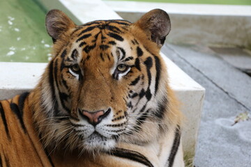 portrait of a tiger
