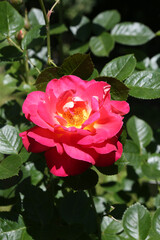 Bicolor rose (grade Decor Arlequin, Mrs. M.-L. Meilland, 1979) in Moscow garden. Buds,...