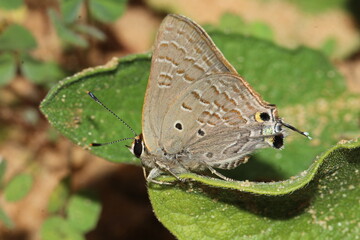 butterfly on leaf