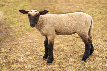 sheep. A young lamb stands in a field on dry grass alone.Postcard close-up. The concept of agriculture, business, the world around, farmers. High quality photo