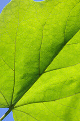 Plakat Green leaf texture