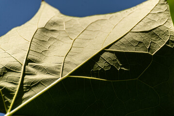 Close up of leaf