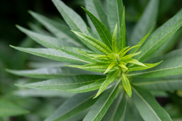 close up of plant