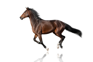 Fototapeta na wymiar Bay stallion run gallop