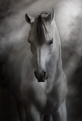 Obraz na płótnie Canvas White beautiful arabian stallion