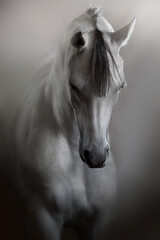 White beautiful arabian stallion