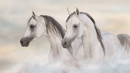 Obraz na płótnie Canvas Grey arabian horses portrait