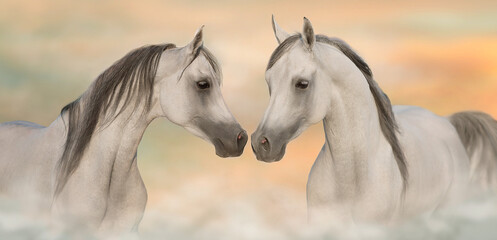 Grey arabian horses portrait