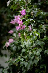 Inflorescence of small, pink flowers, on a stem, with large leaves. Broad green leaves, on a stem, with an inflorescence at the top.