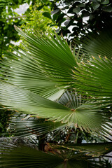 Leaves and branches of a large palm tree, green in color. Green, juicy palm leaves in the botanical garden, constantly remind of summer.