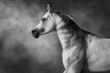 Obraz premium White beautiful arabian stallion