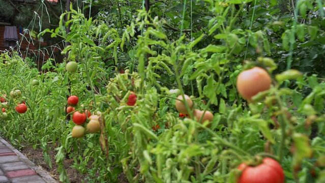 Tomato plant growing in the vegetable garden in the backyard of a country house. Agriculture. Harvesting. Harvest.