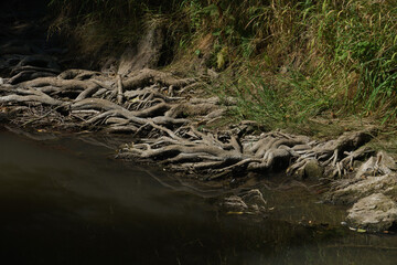 Fototapeta na wymiar water and roots