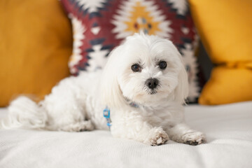 White small Maltese breed dog sitting  on a couch with cushions, being cute. Hypoallergenic dog for people with allergies. Fluffy pet dog.