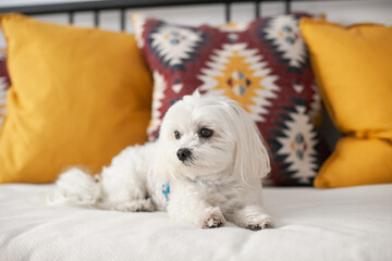 White small Maltese breed dog sitting  on a couch with cushions, being cute. Hypoallergenic dog for people with allergies. Fluffy pet dog.