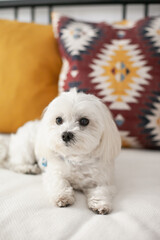 White small Maltese breed dog sitting  on a couch with cushions, being cute. Hypoallergenic dog for people with allergies. Fluffy pet dog.
