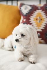 White small Maltese breed dog sitting  on a couch with cushions, being cute. Hypoallergenic dog for people with allergies. Fluffy pet dog.
