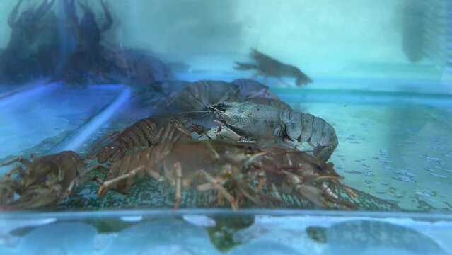 clawed shrimps floating in a glass tank. they are waiting to be cooked to eat.