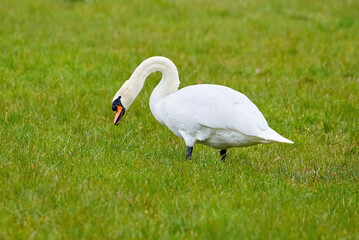 Mute swan eating grass on a field (Cygnus olor)