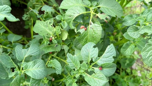 Larvae of the Colorado potato beetle damage potato leaves. Pests parasitize potatoes. Beetles eat the green stalks of young potatoes in the garden