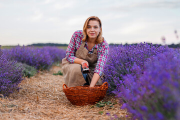 Professional Woman worker in uniform Cutting Bunches of Lavender with Scissors on a Lavender Field. Harvesting Lavander Concept