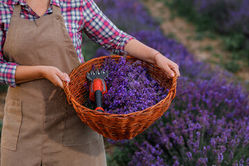 Professional Woman worker in uniform holding basket with cut Bunches of Lavender and Scissors on a Lavender Field. Harvesting Lavander Concept