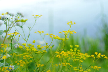 Golden Alexander seeds. Golden Alexander glorious yellow wildflower . Zizia aurea or Golden Zizia  botanical plant during summer blooming season 