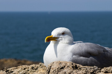 Fototapeta premium close up of a seagull on a beach