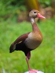 duck in the grass