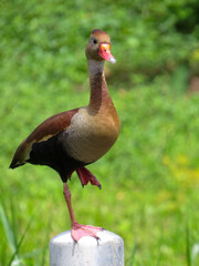 duck in the grass