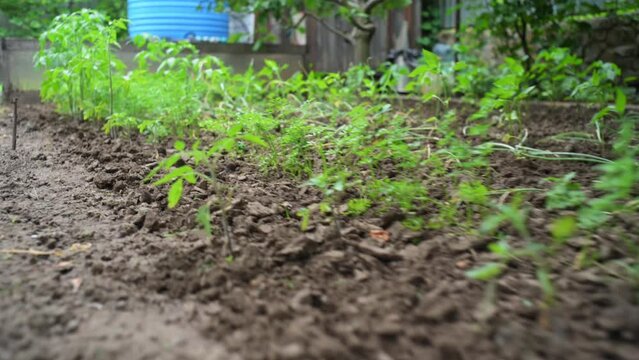 Flowerbeds with vegetable seedlings growing in the open ground in the black soil. Agricultural field