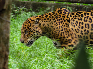 leopard in the zoo