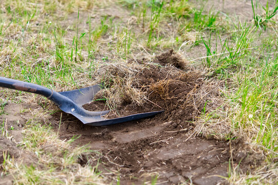 gardener digs soil with shovel in garden, agriculture concept. close up