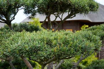 Balsam fir "Nana". Abies balsamea Nana. Evergreen coniferous tree