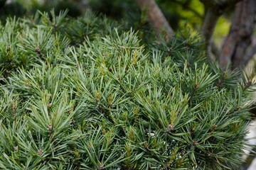Balsam fir 
