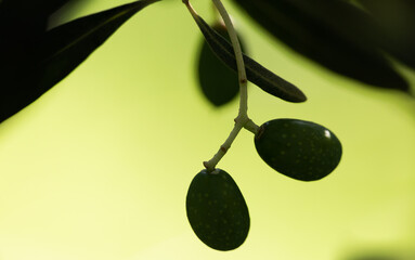 Fototapeta na wymiar olive branch