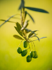 green olives on branch